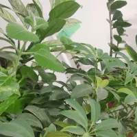 انواع گل ۳۰۰هزاربجززامفیلیا