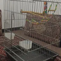 قفس کاسکو