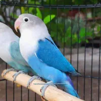 کوتوله مولد این رنگی