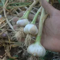 سیرتازه