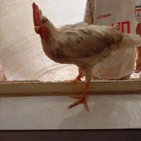 مرغ و خروس