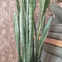 گل سانسوریا