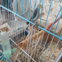 طوطی عروس یکساله