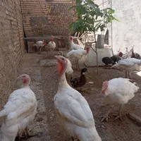 بوقلمون بیوتی گوشتی|حیوانات مزرعه|مشهد, شهرک شهید باهنر|دیوار