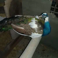 طاووس نر ابلق و جوجه طاووس