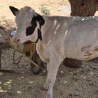 گوساله نژاد هلشتاین