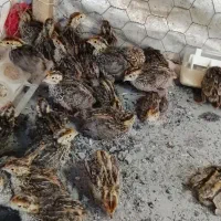 بلدر چین 15 روزه نر وماده