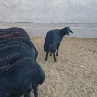 بره قوچ قره قزل