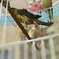 قناری نر لانگ شایر و یک ماده ردفکتور