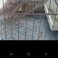 بدبده