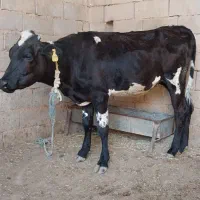 گوساله ماده
