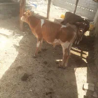 گوساله گاو
