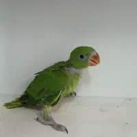 طوطی ملنگو