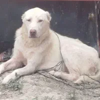 سگ ماده آبس