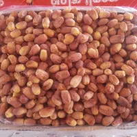 خرمای زاهدی (قصب)
