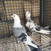 کبوتر پرشی