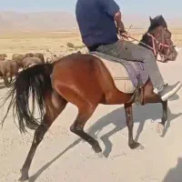 فروش مادیان ۶سال یورقه