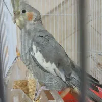 عروس هلندی