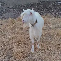 چبش سانن دوساله شرکتی اصل