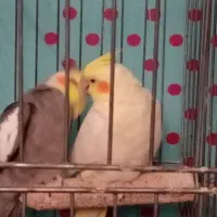 دو جفت عروس هلندی شاه تخم