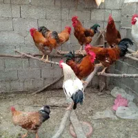 خروس گلپایگان اصلاح نژاد شده درجه یک غولپیکر