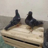 جوانه|پرنده|زاهدان, |دیوار