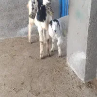 بز زاییده|حیوانات مزرعه|تربت جام, شهید مدرس|دیوار