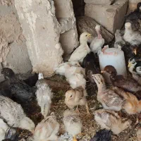 جوجه مرغ گتوند