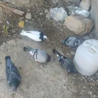 فروش کبوتر پلاکی