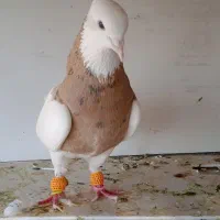 کبوتر طوقی و سینه