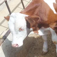 گوساله اورجینال درجه یک