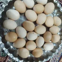 چند عدد تخم مرغ فروش برهما