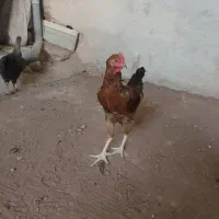 خروس