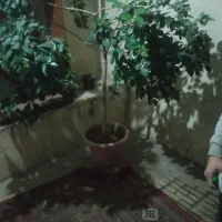 گل گیاه|گل و گیاه طبیعی|بومهن, |دیوار