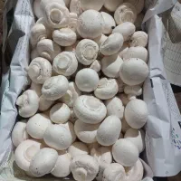 قارچ سوپر درجه یک اصفهان