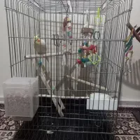 قفس عروس هلندی همراه با وسایل