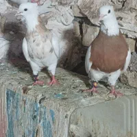 کبوتر طوقی