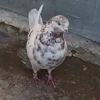کفتر