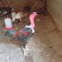 جوجه لاری مالاگاچ