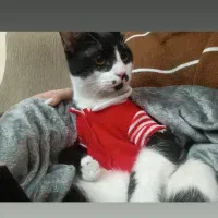 گربه|گربه|شهرکرد, |دیوار