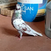 کبوتر