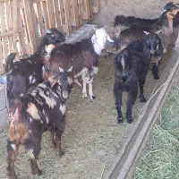 ۸ راس کهره چاق شیر مست