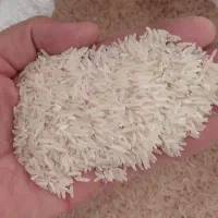 برنج فجر و سرلاشه ایرانی محلی شمال