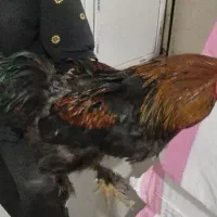 ست برهما یک خروس دو مرغ تخمگذار یکساله