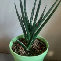 سانسوریا فرانسیس سبز