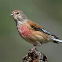 سینه سرخ نر ۲ ساله
