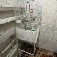عروس‌هلندی‌ جفت