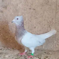 المانی