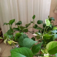 قلمه گل زیبای پتوس