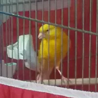 قناری نرو ماده تک رنگ